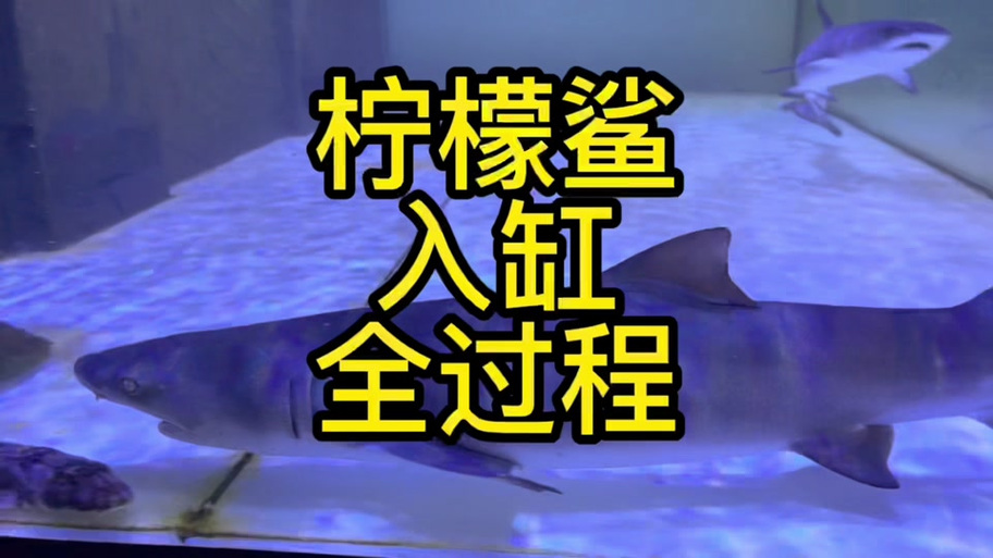 养柠檬鲨需要多大鱼缸缩略图