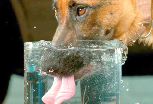 表情狗伸舌头什么意思