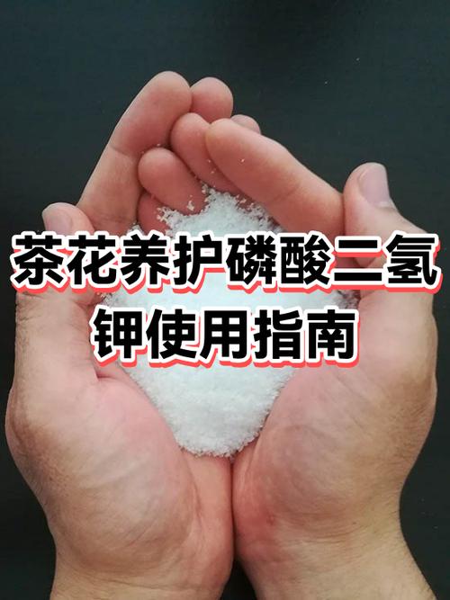 茶花用磷酸二氢钾的使用方法缩略图