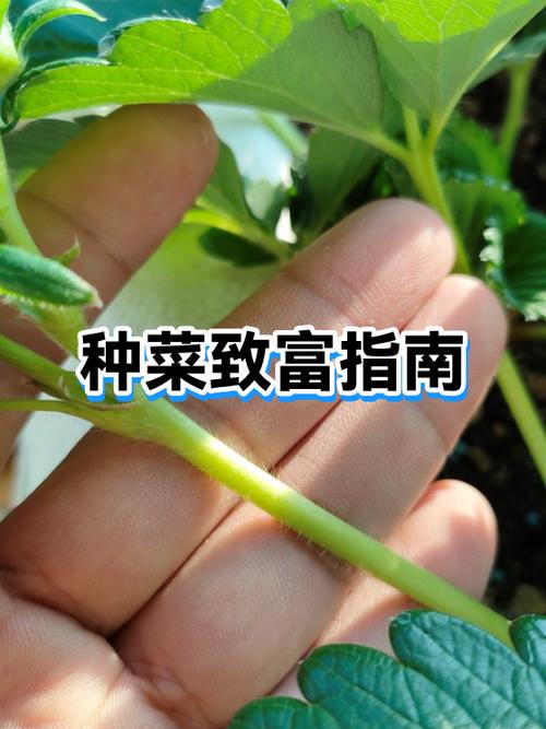 种蔬菜赚钱吗