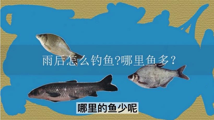 黑鱼在深水还是浅水缩略图