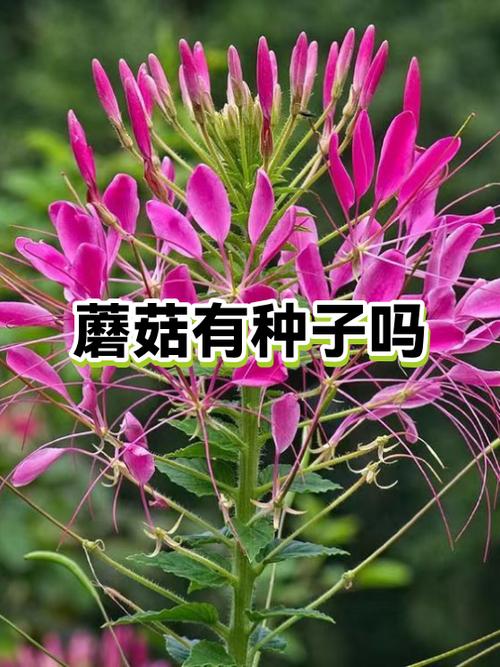 泰拉瑞亚蘑菇草种子怎么用