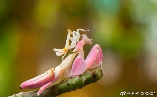 刺花螳螂vs魔花螳螂缩略图