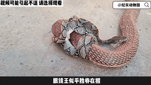 螳螂vs眼镜王蛇