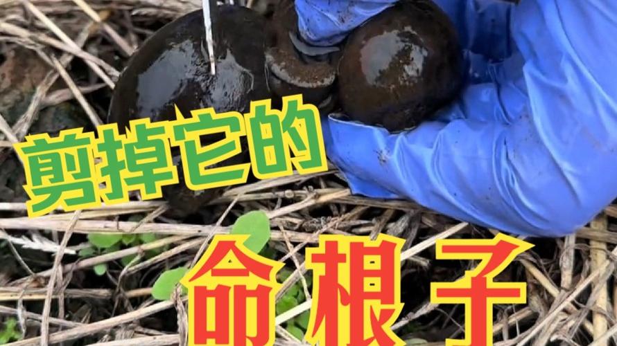 打牌输了弹命根子截图