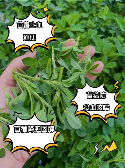 吃苜蓿的好处截图