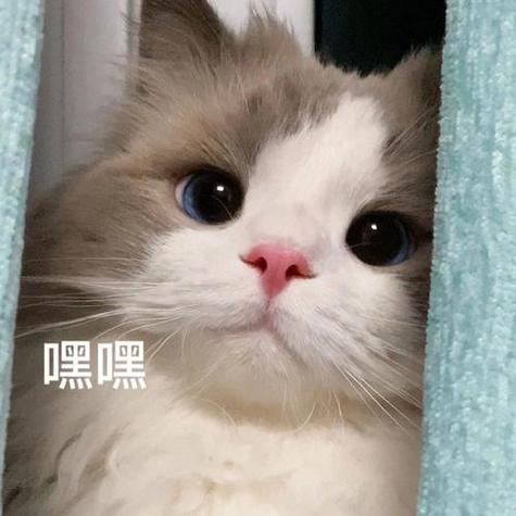 很火的那个猫的表情包截图
