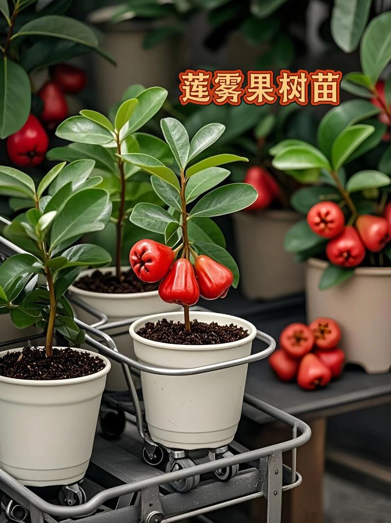 莲雾可以在北方盆栽吗截图