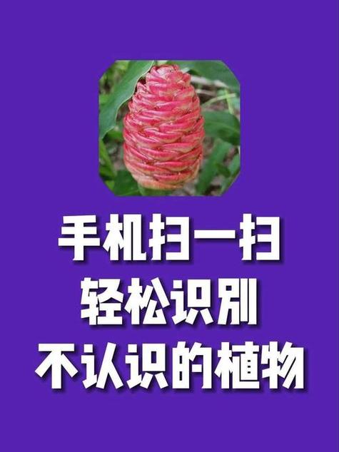 怎样用扫一扫识别一种中草药