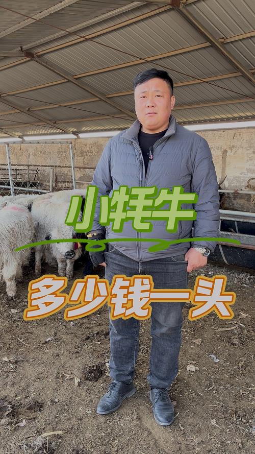 一头牦牛价值几万缩略图