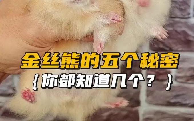 金丝熊疯狂刨是为什么缩略图