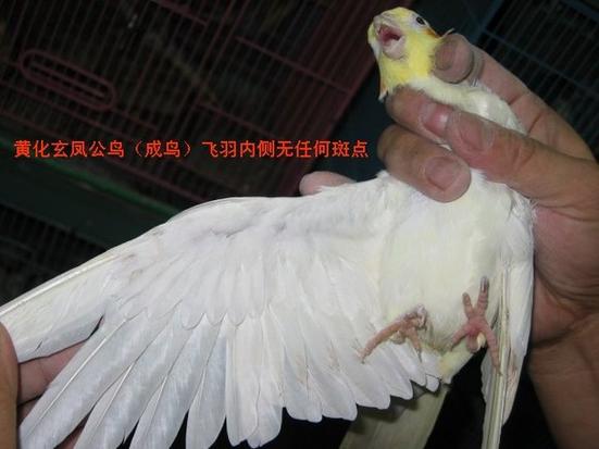鹦鹉在玄学里的寓意图标