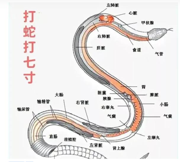 蛇的七寸是哪个部位缩略图