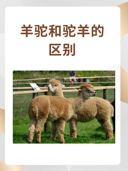 驼羊与羊驼的区别图标