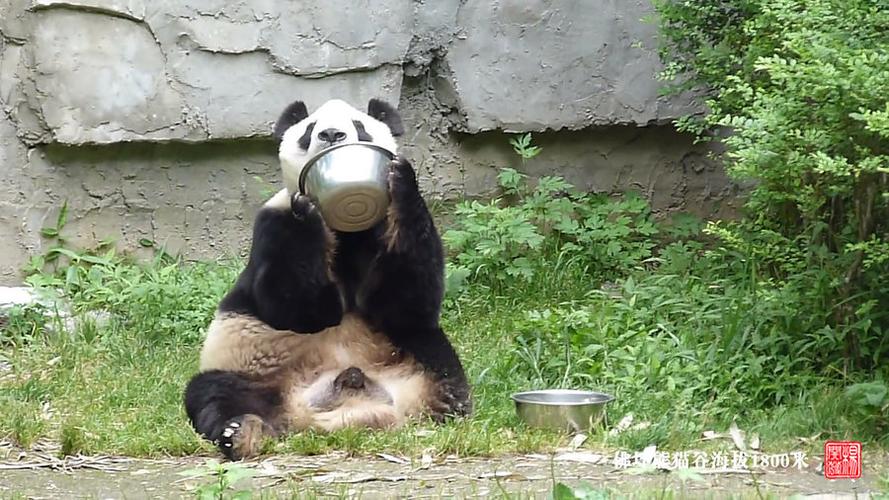 猫熊和熊猫的区别游戏截图