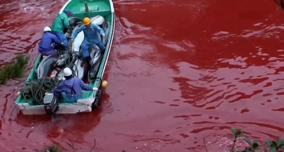 海豚湾 纪录片截图
