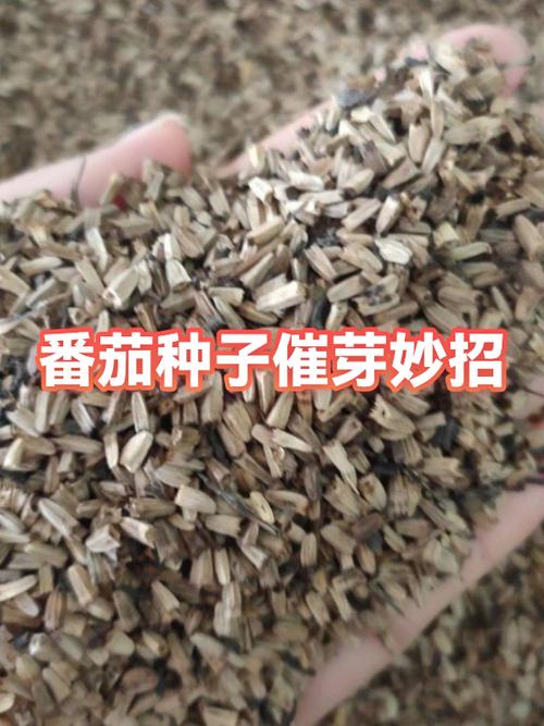 番茄用什么种子种缩略图