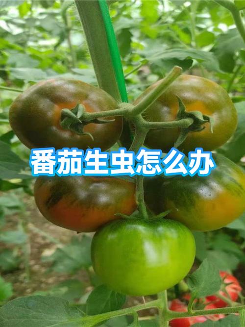 找番茄app安卓