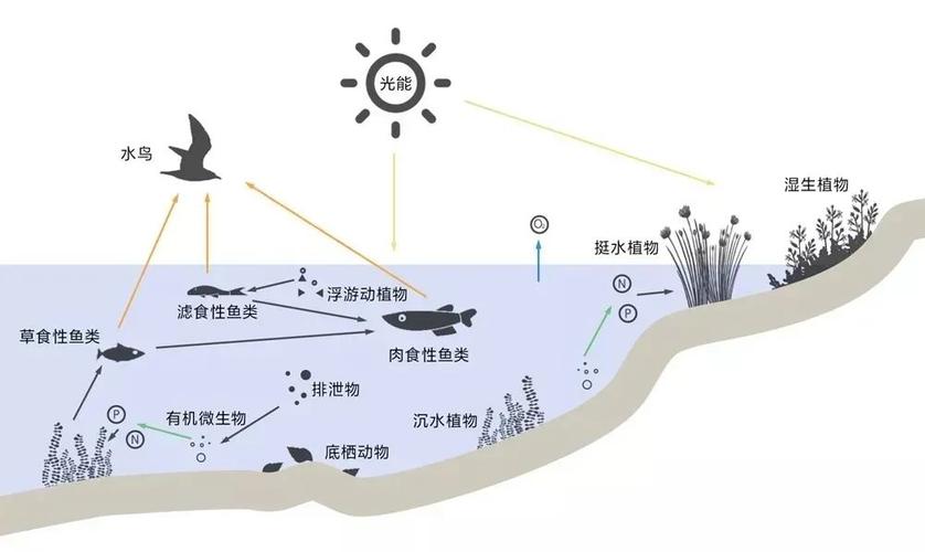 生态系统的特点缩略图