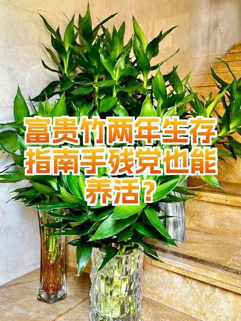 富贵竹最长能活多久缩略图