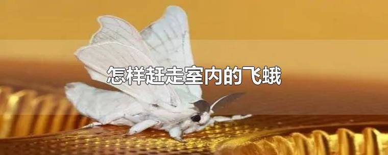 什么东西能把飞蛾赶走的截图