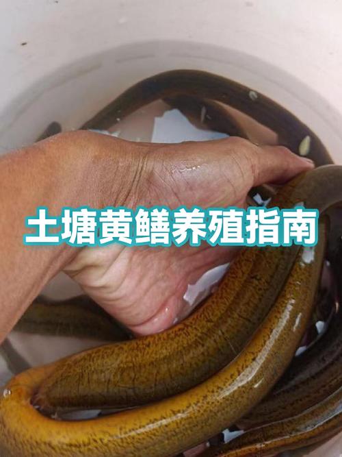1亩养黄鳝一年收入缩略图