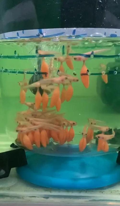 金龙鱼可以活多久缩略图