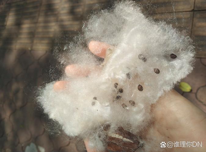 絮状是什么形状缩略图