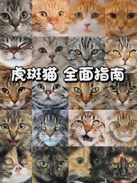 橘猫寿命一般多少年