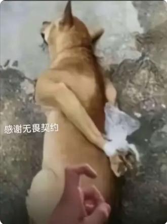不正经的逆天表情包截图