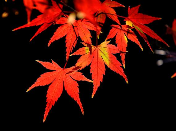 枫叶红怎么调色