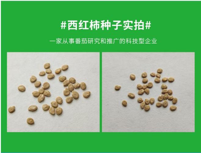 番茄种子属于什么组织缩略图