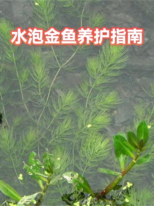 养金鱼一般养几条比较好图标