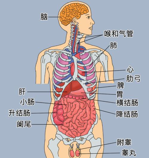 人的身体结构图 内脏简单图截图