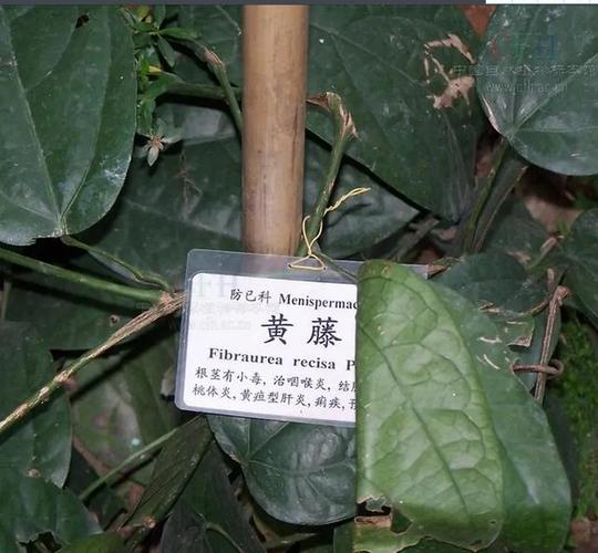药材识别扫一扫