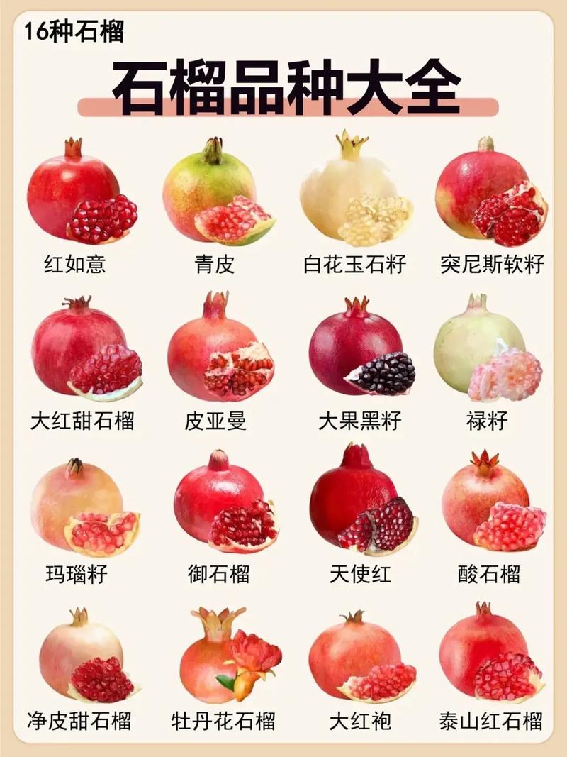 石榴树的品种什么最好截图