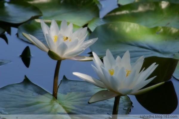 清水芙蓉