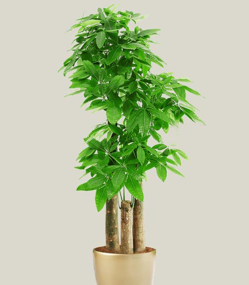 发财树什么样的造型最好看截图