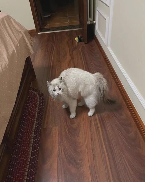 猫弓腰的6个征兆截图
