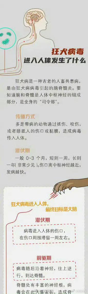 狂犬病很容易得上吗缩略图