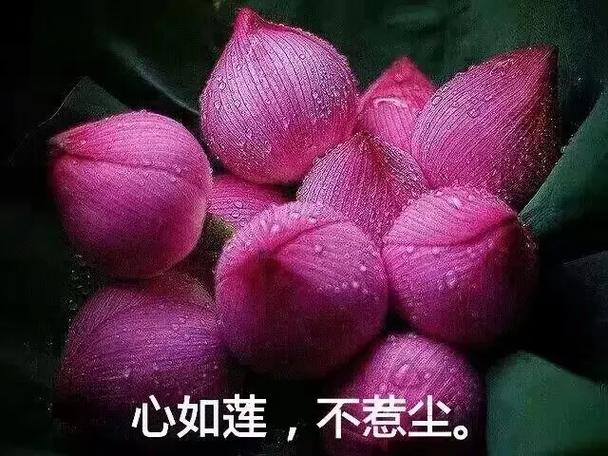 我心如尘免费阅读截图