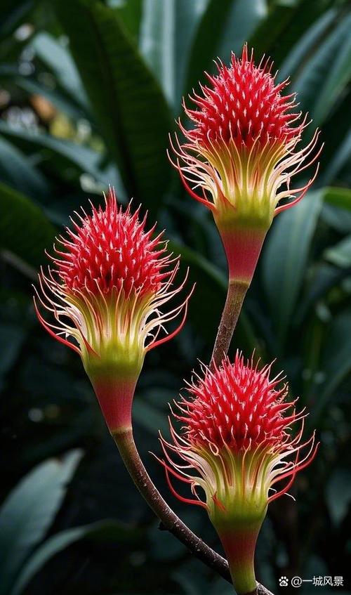 花花草草截图