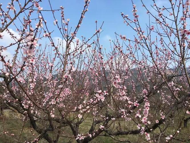 桃花依旧免费阅读游戏截图
