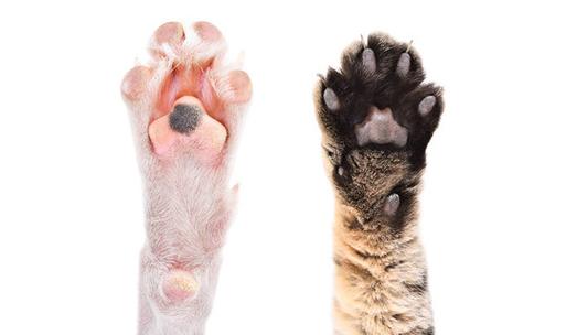 猫爪vs狗爪图标