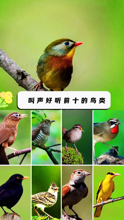 100种鸟的名称