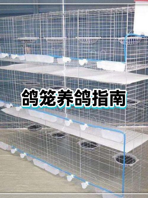 家庭养鸽最简单的方法缩略图