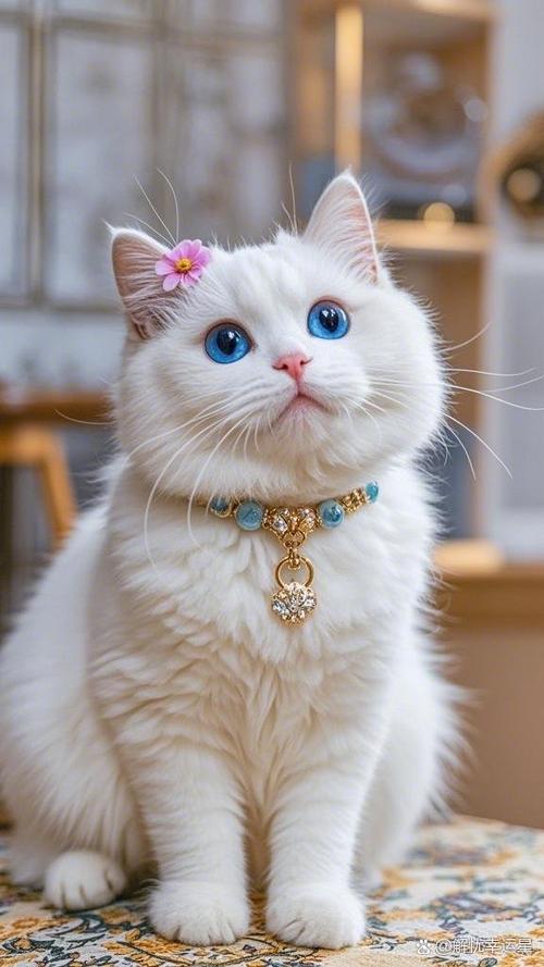 猫的图片100张缩略图