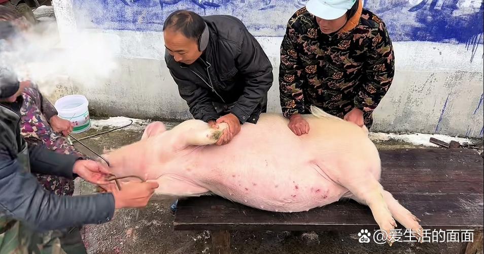 农村杀猪顺口溜截图