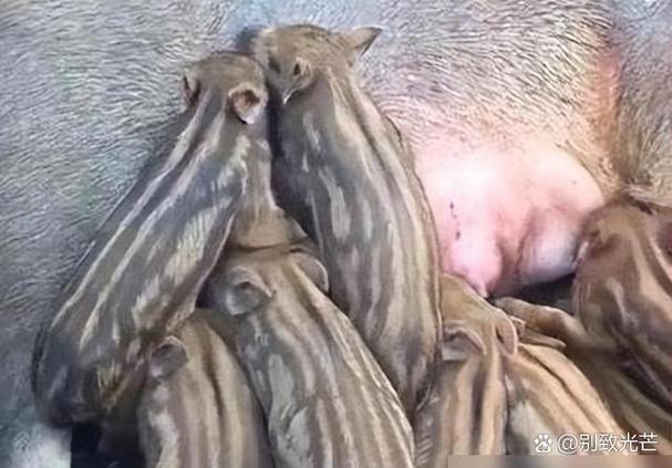 猪圈里的母猪小说
