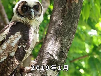 猫头鹰一只判几年缩略图